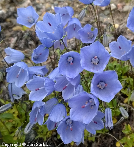 Campanula cochleariifolia, kpikello